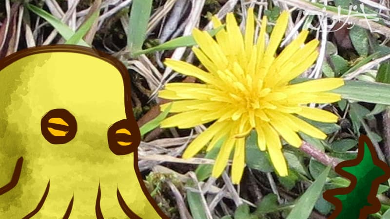 春の花 黄色い花 たんぽぽ たんぽぽコーヒーの話 ゴロザッキ