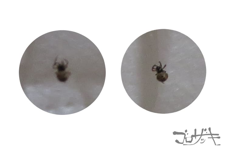 小さい小さい 黒いクモ ゴロザッキ
