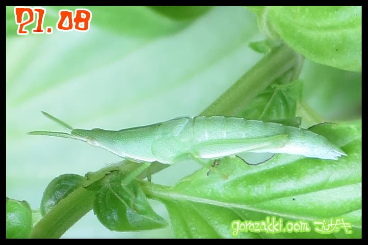 オンブバッタの幼生②