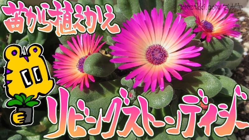 リビングストーンデイジーの植替えをしよう