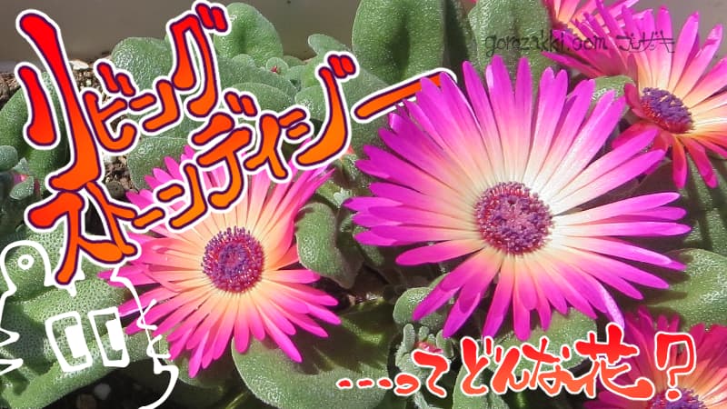 リビングストーンデイジーってどんな花？