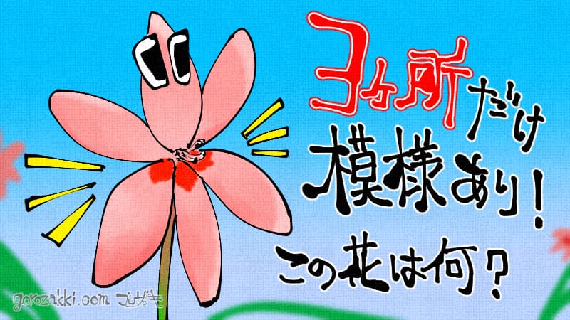 ヒメヒオウギイラスト