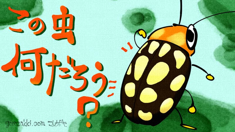 黒地に黄色い斑点の虫